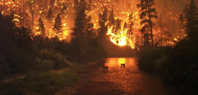 Europa no estaba preparada para los incendios extremos en 2025 con fuego masivo