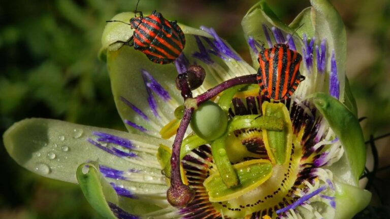 Insectos sobre una flor tropical en un ecosistema donde el aumento del calor amenaza su supervivencia.