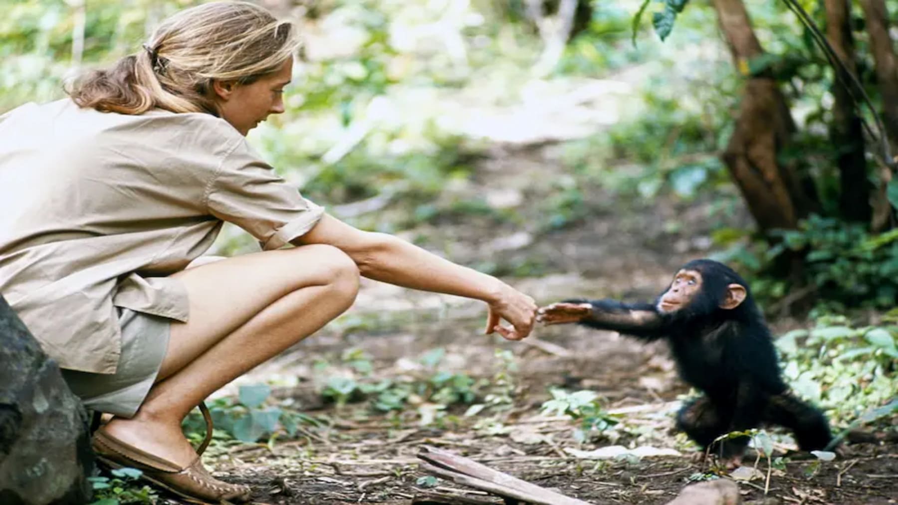 Instituto Jane Goodall recibe premio extraordinario de sostenibilidad en Madrid