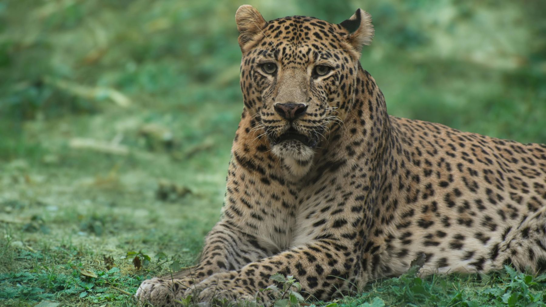 Jaguar captado por cámara trampa en el corredor biológico de la Amazonía boliviana amenazado por una línea eléctrica.