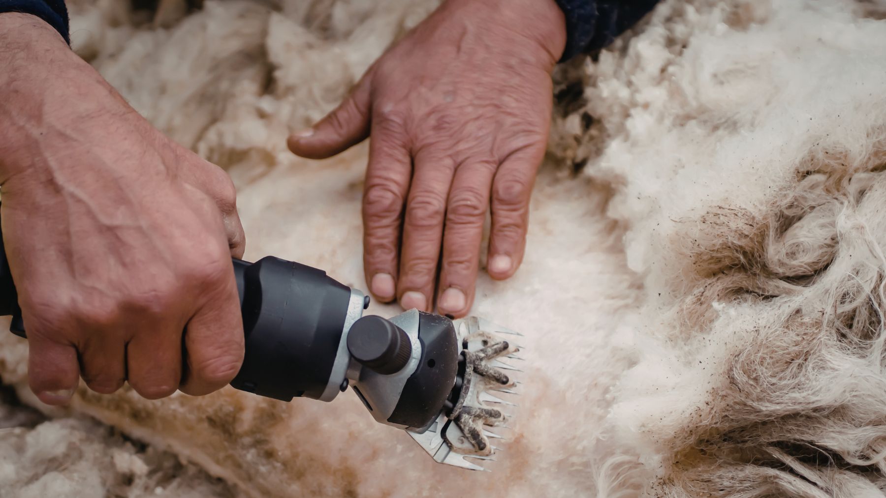 Esquila de oveja para uso de lana como acolchado agrícola que mejora la humedad del suelo.