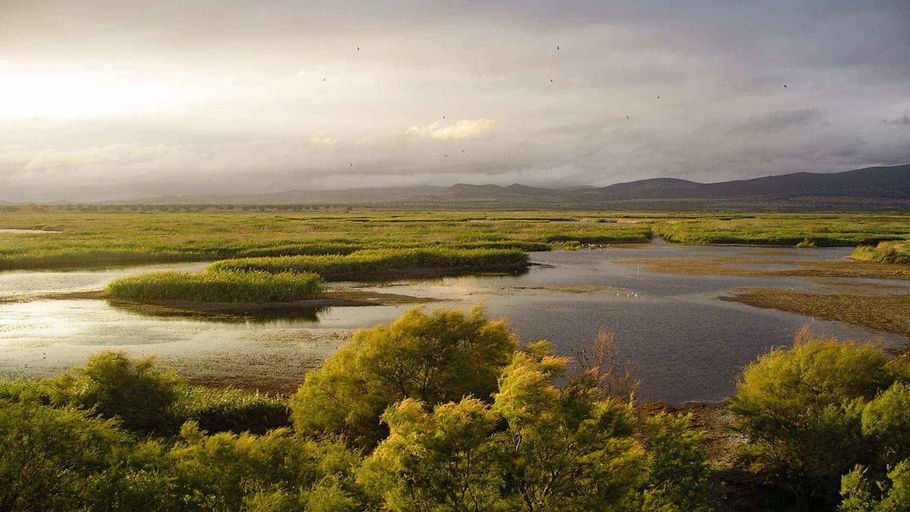 Las Tablas de Daimiel alcanzan máxima inundación tras lluvias con agua y vegetación