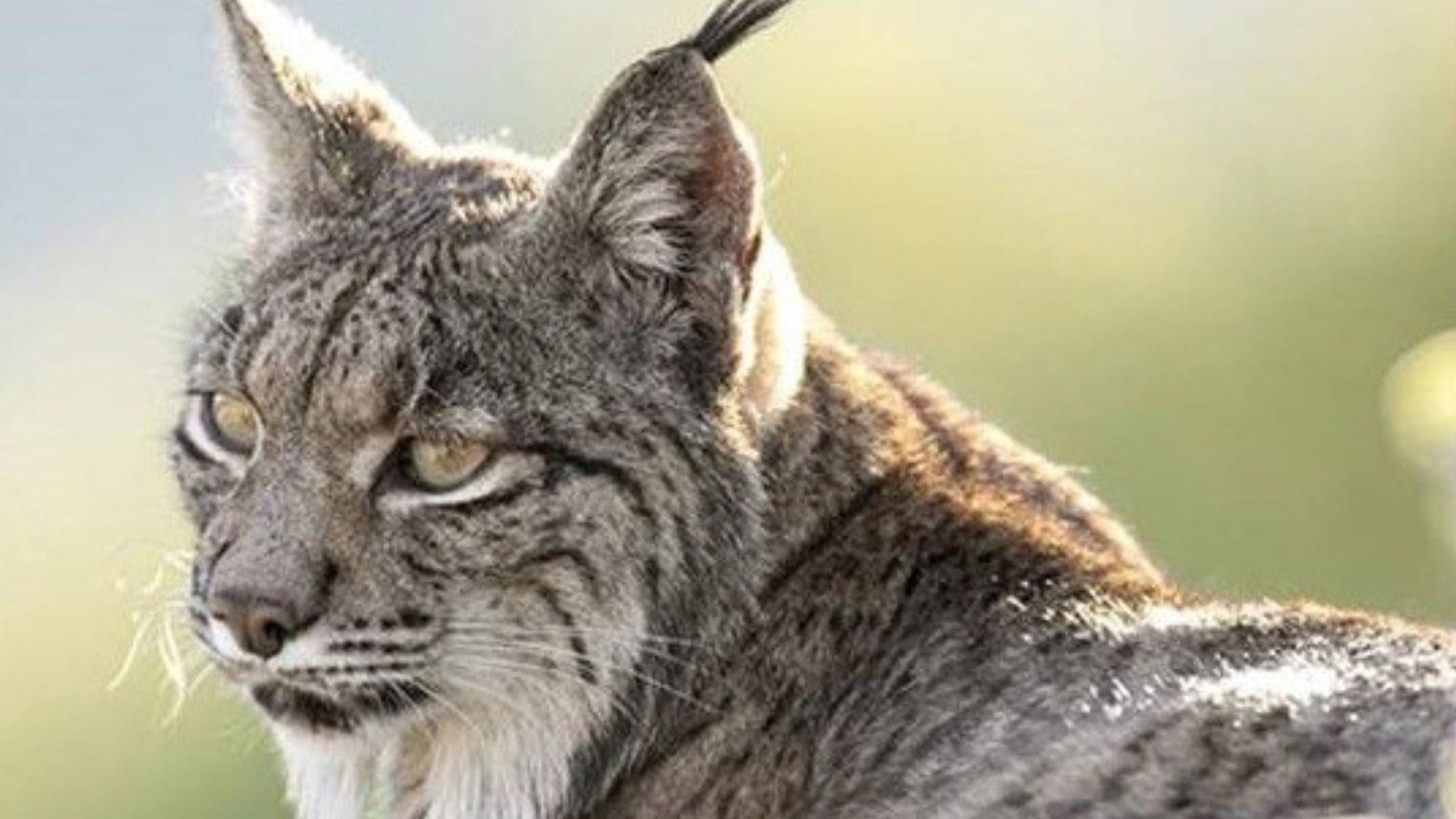 Lince ibérico en Andalucía vinculado a un caso de cambio de color a blanco investigado por expertos.