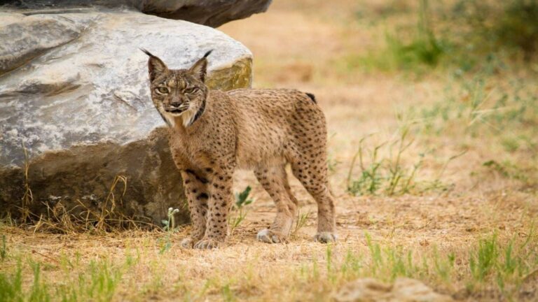 Lince ibérico Brisa cumple 21 años en Murcia