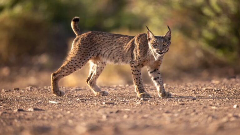 Condenado cazador por matar un lince ibérico en Toledo en caso judicial