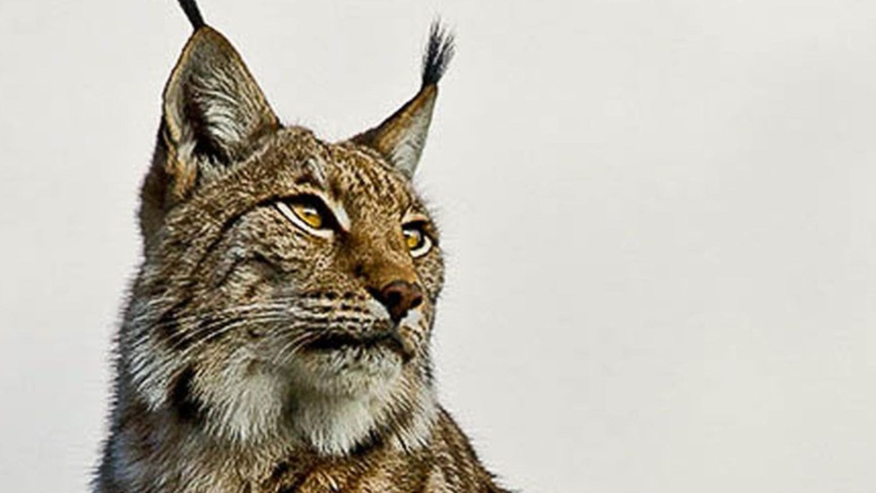Lince ibérico en España, especie recuperada cuya población supera los 2.400 ejemplares en la península.
