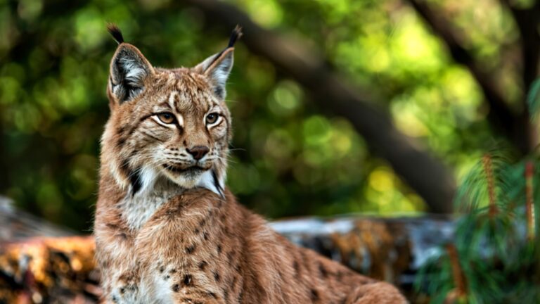 Lince ibérico en su hábitat natural en España, especie emblemática que se recupera tras décadas al borde de la extinción.