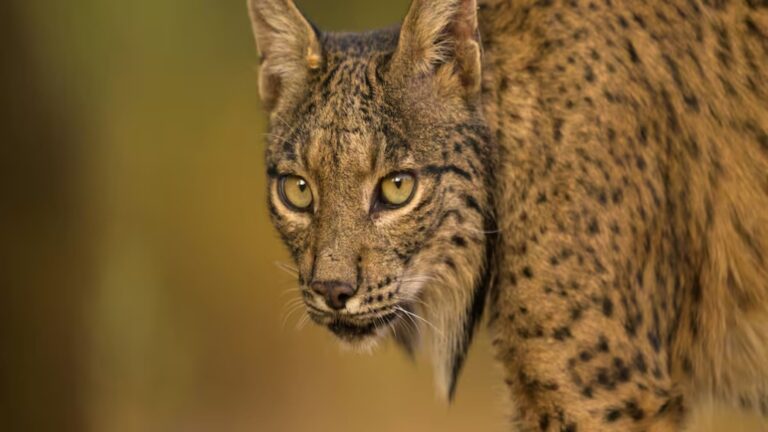Lince ibérico sumerge a las presas para hidratar a sus crías en hábitat seco
