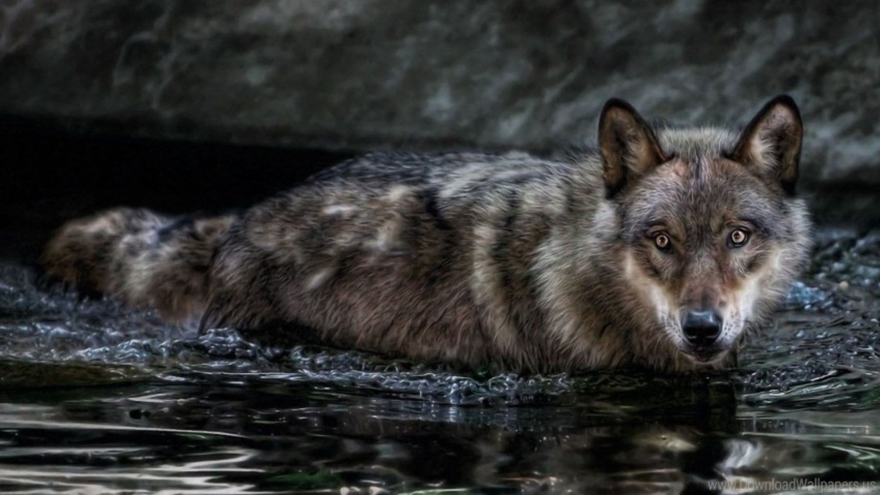 Lobo nadando en agua fría durante su desplazamiento por Suiza, comportamiento similar al del lobo M637 que cruzó el lago de Lucerna.