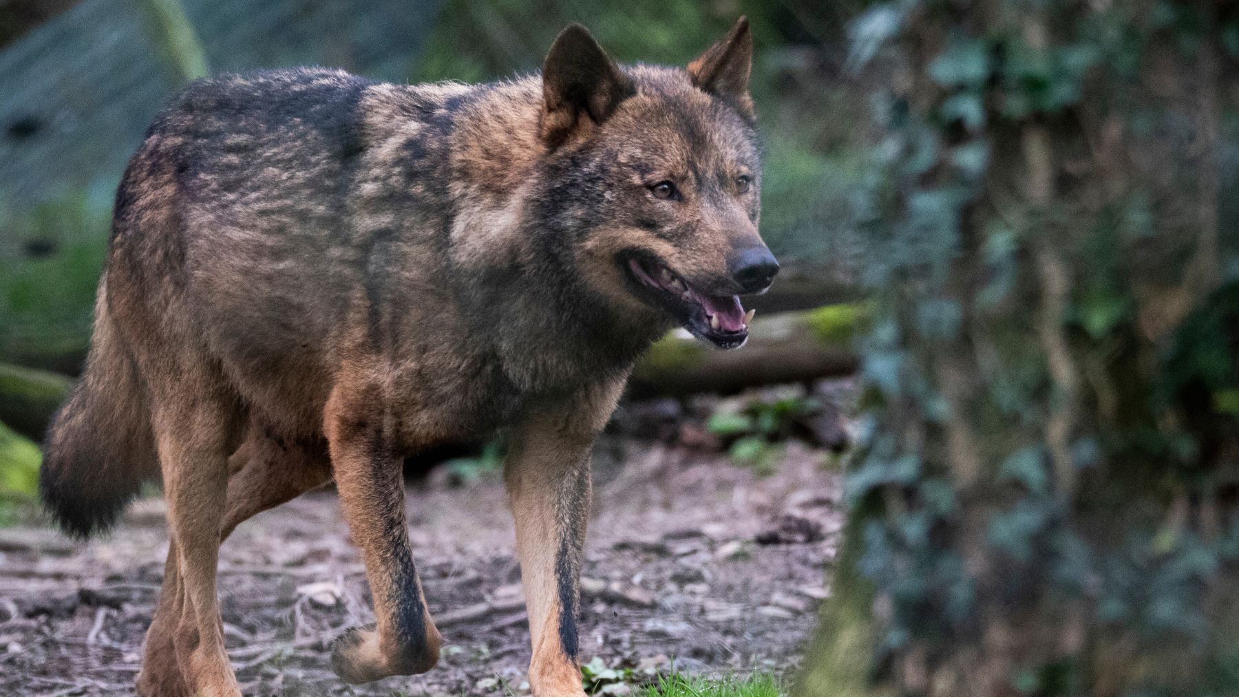 Lobo ibérico adulto en zona de monte tras ser detectado en Granada, posible prueba de su presencia en Andalucía.