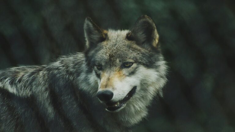 Ejemplar de lobo ibérico en bosque del noroeste de España