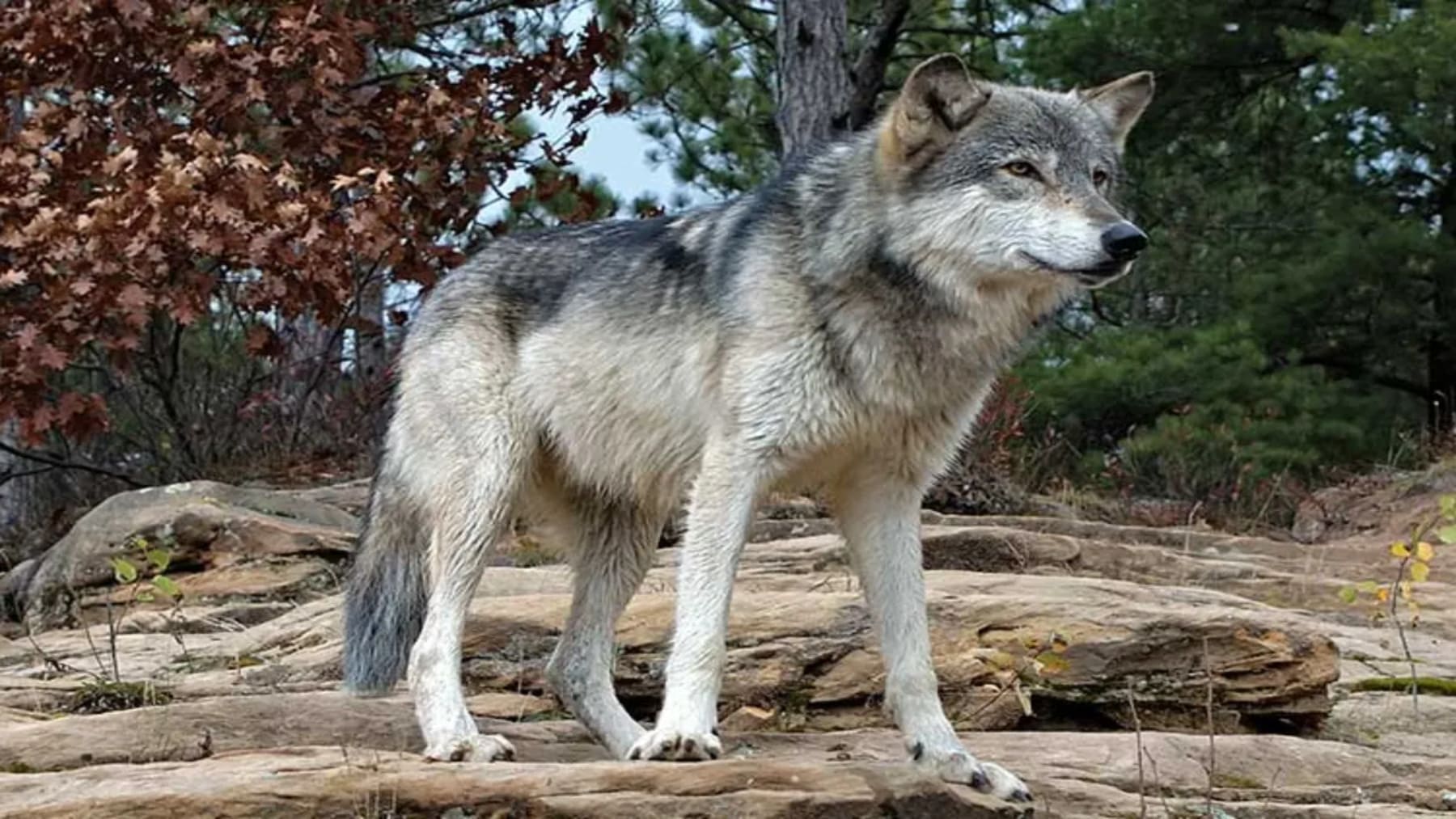 Caza del lobo en España queda limitada por Supremo tras conflicto ambiental