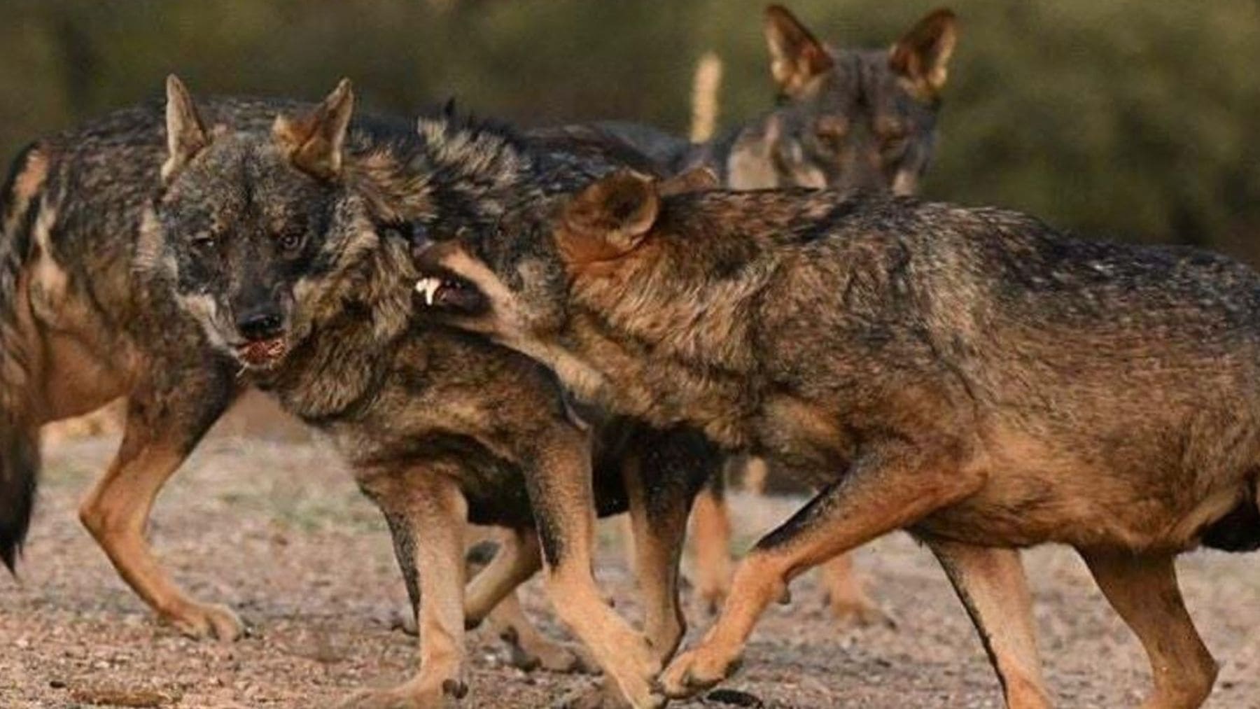 Manada de lobos ibéricos en España, donde el nuevo censo nacional confirma el aumento de ejemplares y 333 manadas.