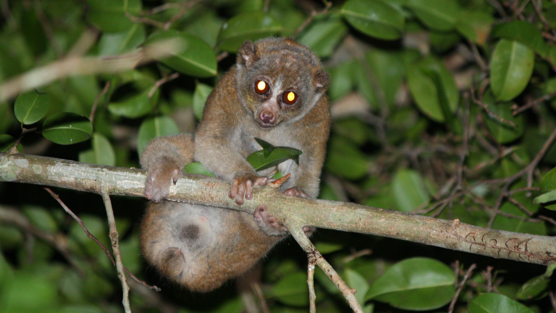 Loris perezoso en una rama, el único primate venenoso del mundo cuya mordedura puede provocar reacciones graves.