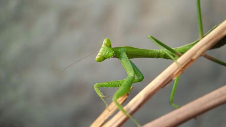 Mantis gigante asiática Hierodula tenuidentata posada en una rama, especie invasora detectada en España.