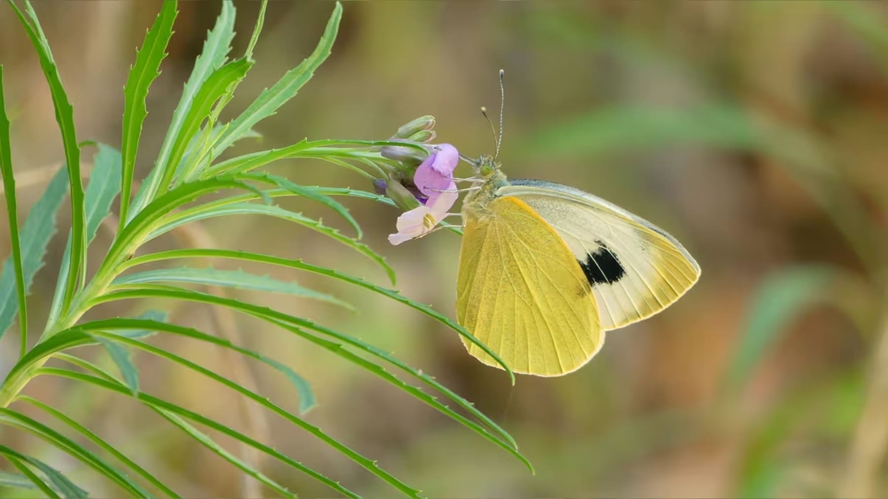 Mariposa Pieris cheiranthi sobre planta nativa en bosque de Canarias