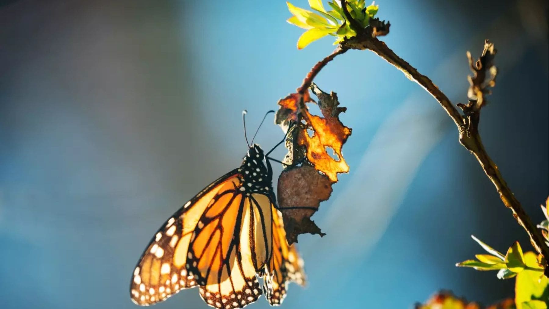 Mariposa monarca sobre una rama en California, especie amenazada por pesticidas y pérdida de hábitat
