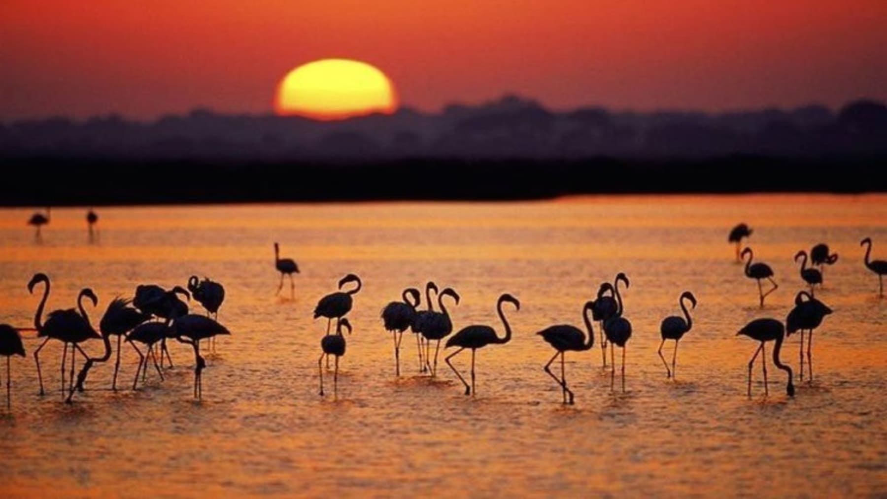 Junta de Andalucía recurre deslinde de marismas de Doñana