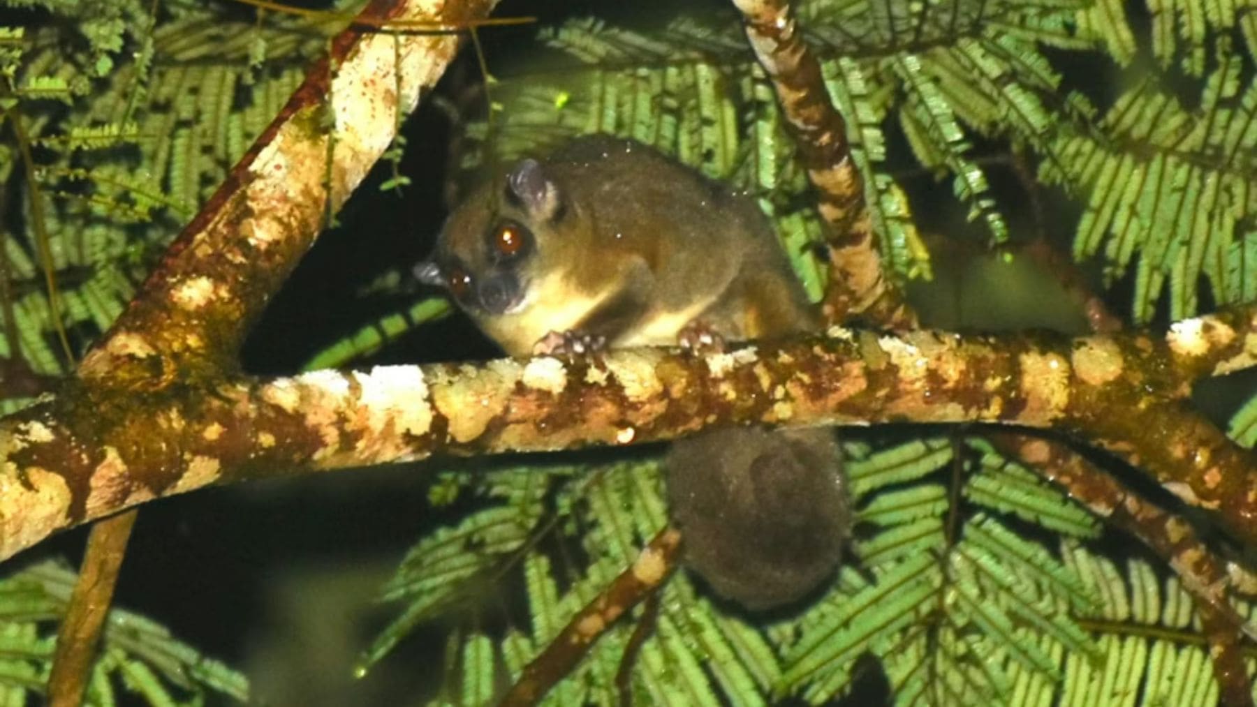 Planeador de cola anillada Tous ayamaruensis redescubierto en los bosques de Papúa Occidental, Indonesia.