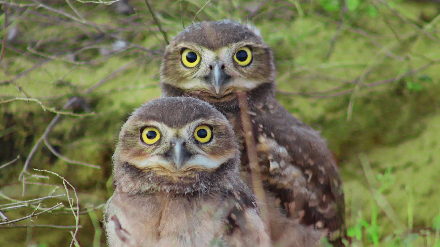 Mochuelos de madriguera repatriados España Miami en hábitat natural