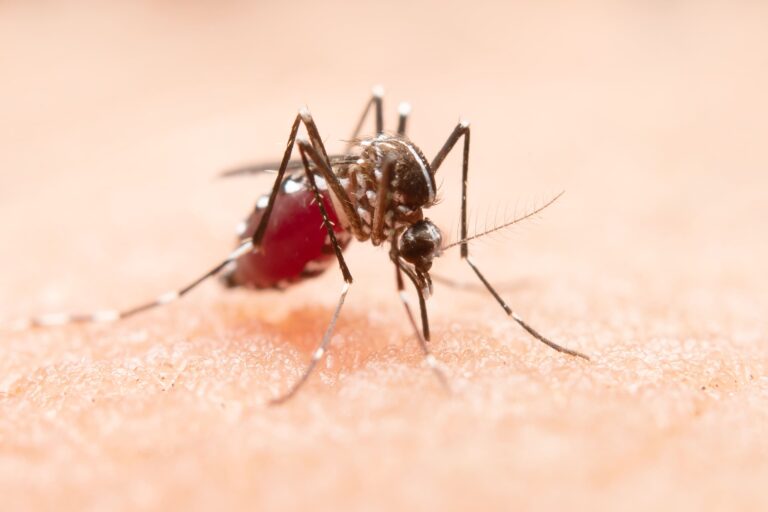 Mosquitos detectan humanos por CO2 y señales visuales al acercarse a una persona