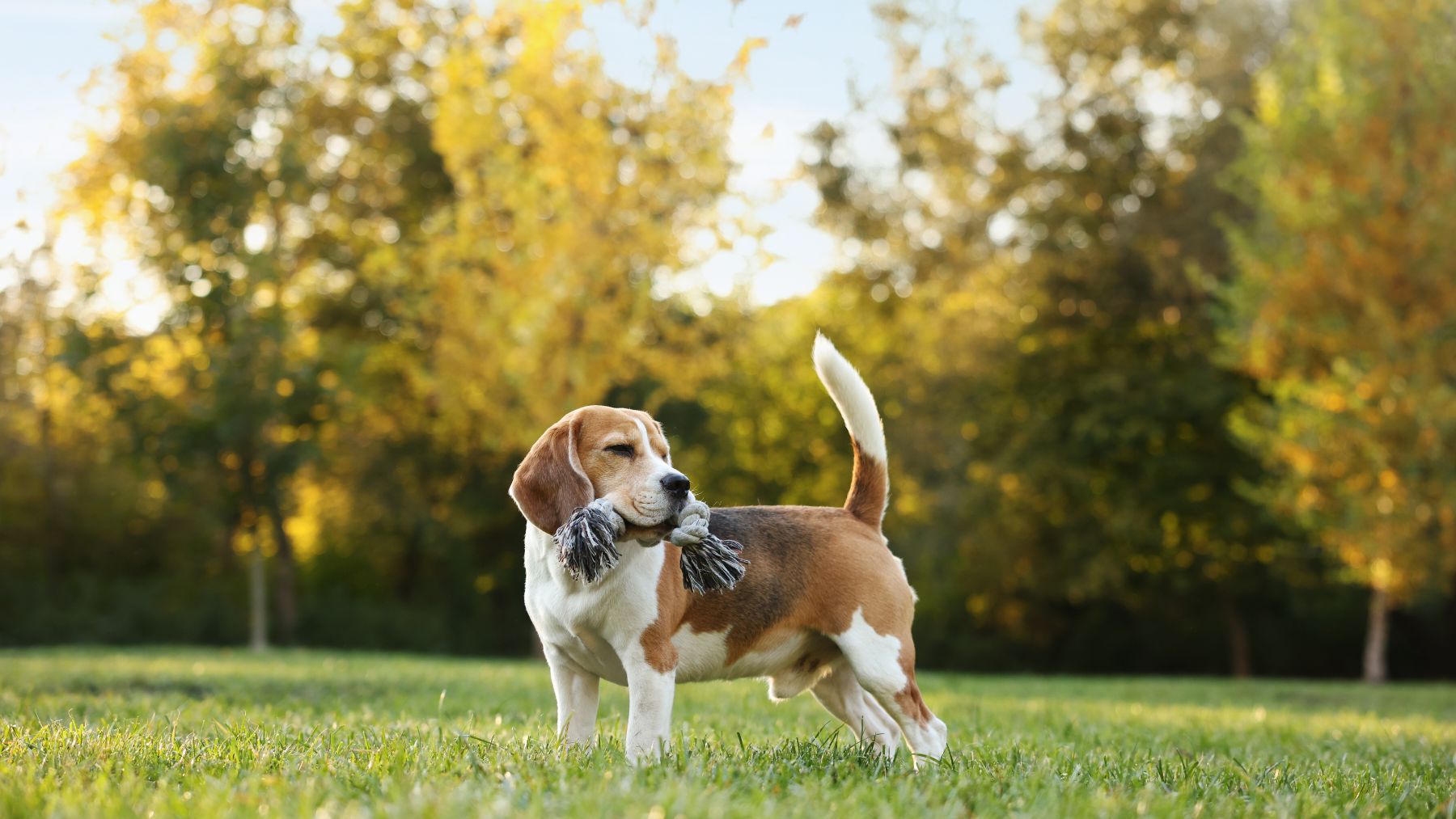Perro suelto jugando en un parque en España sin correa según la ley de bienestar animal.