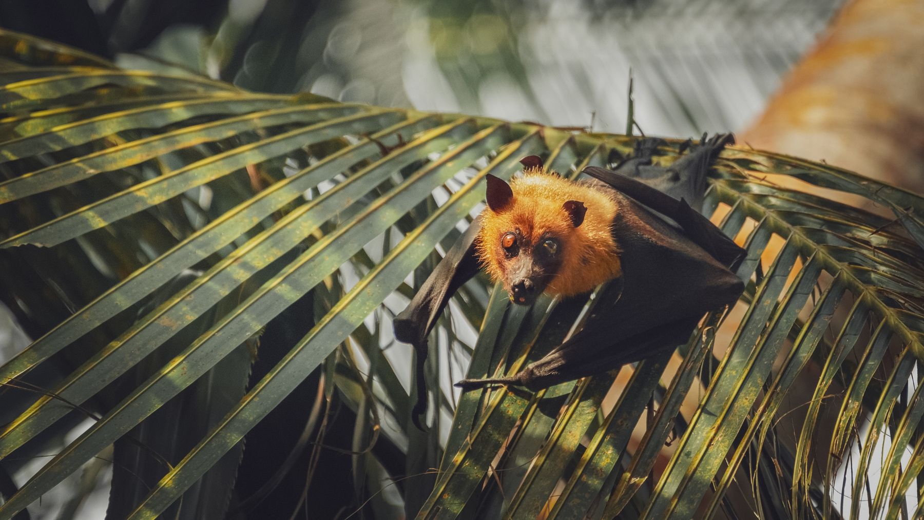 Murciélago insectívoro cerca de una casa cazando insectos durante la noche.
