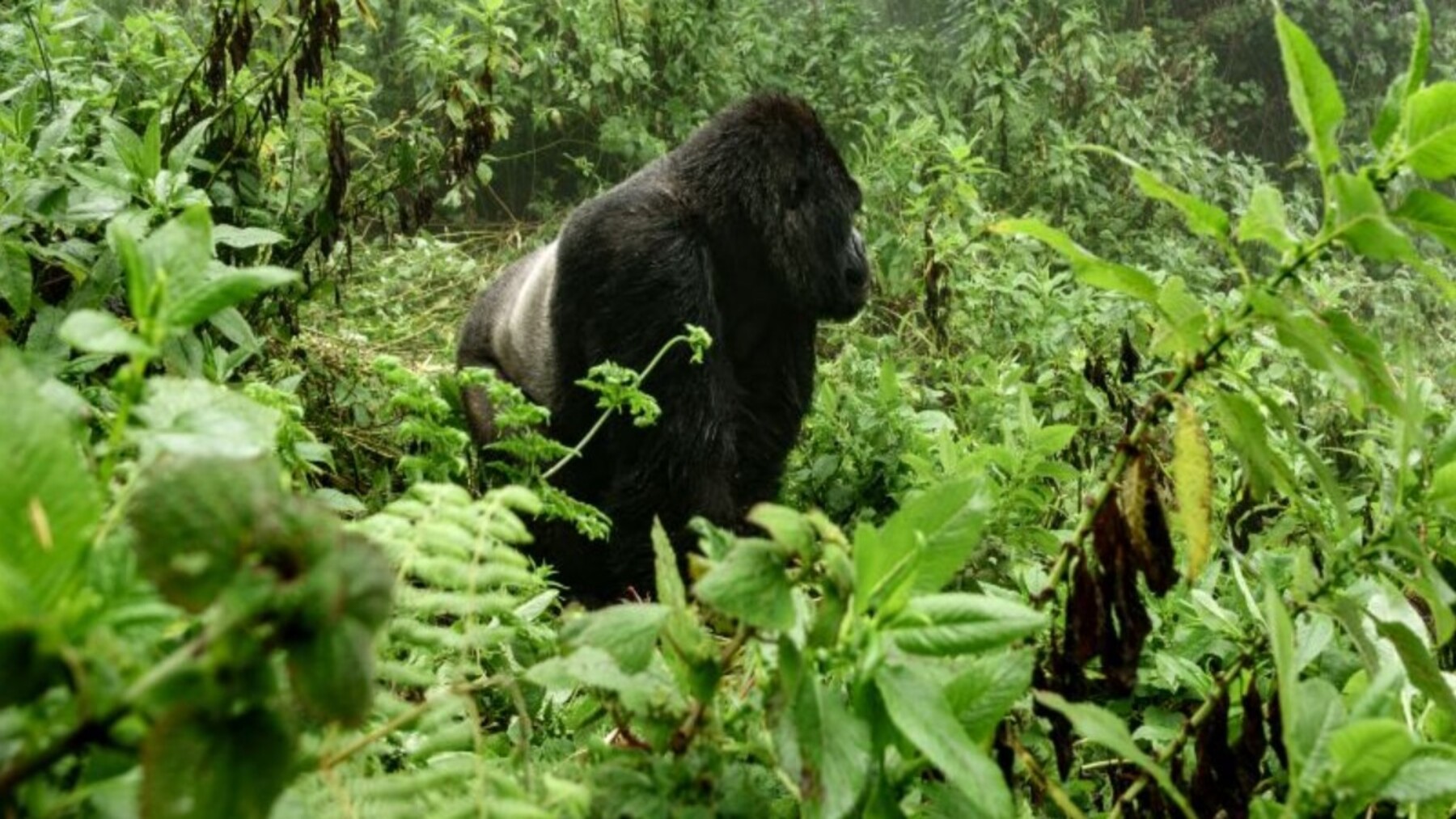 Crías de gorila de montaña en el Parque Nacional de Virunga, en República Democrática del Congo
