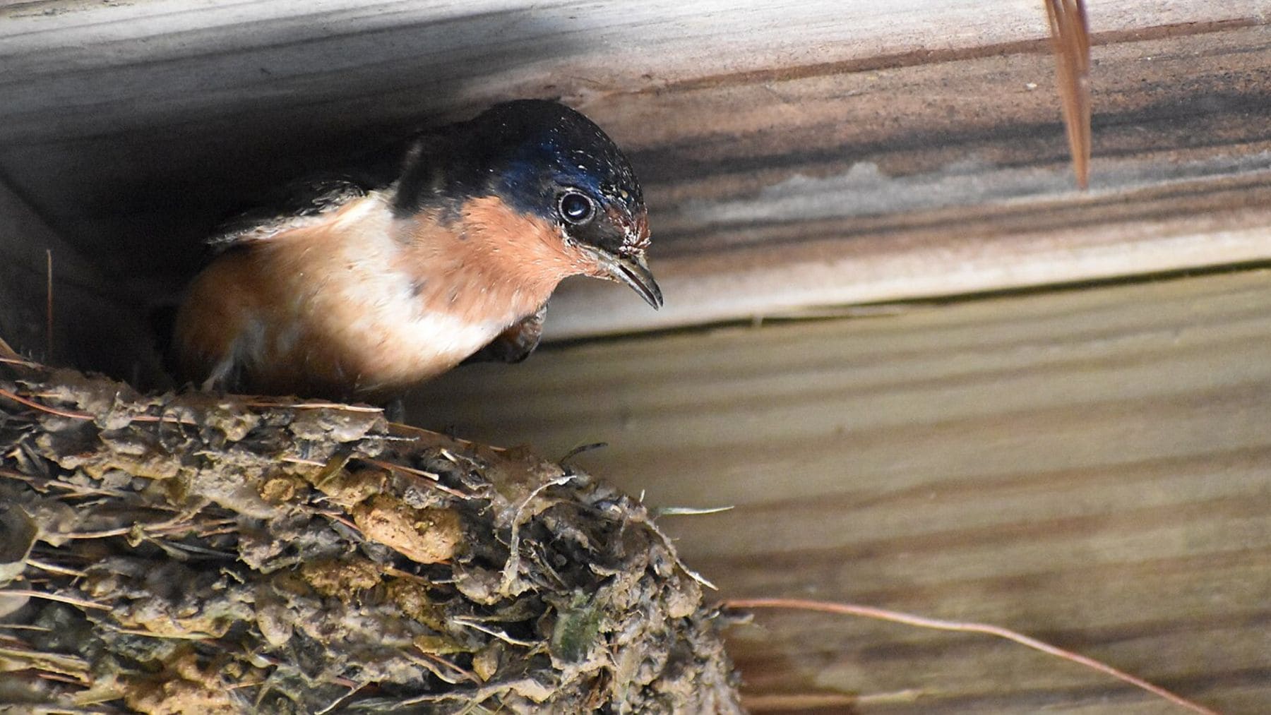 Golondrina común en su nido de barro bajo el alero de una vivienda, especie protegida en España.
