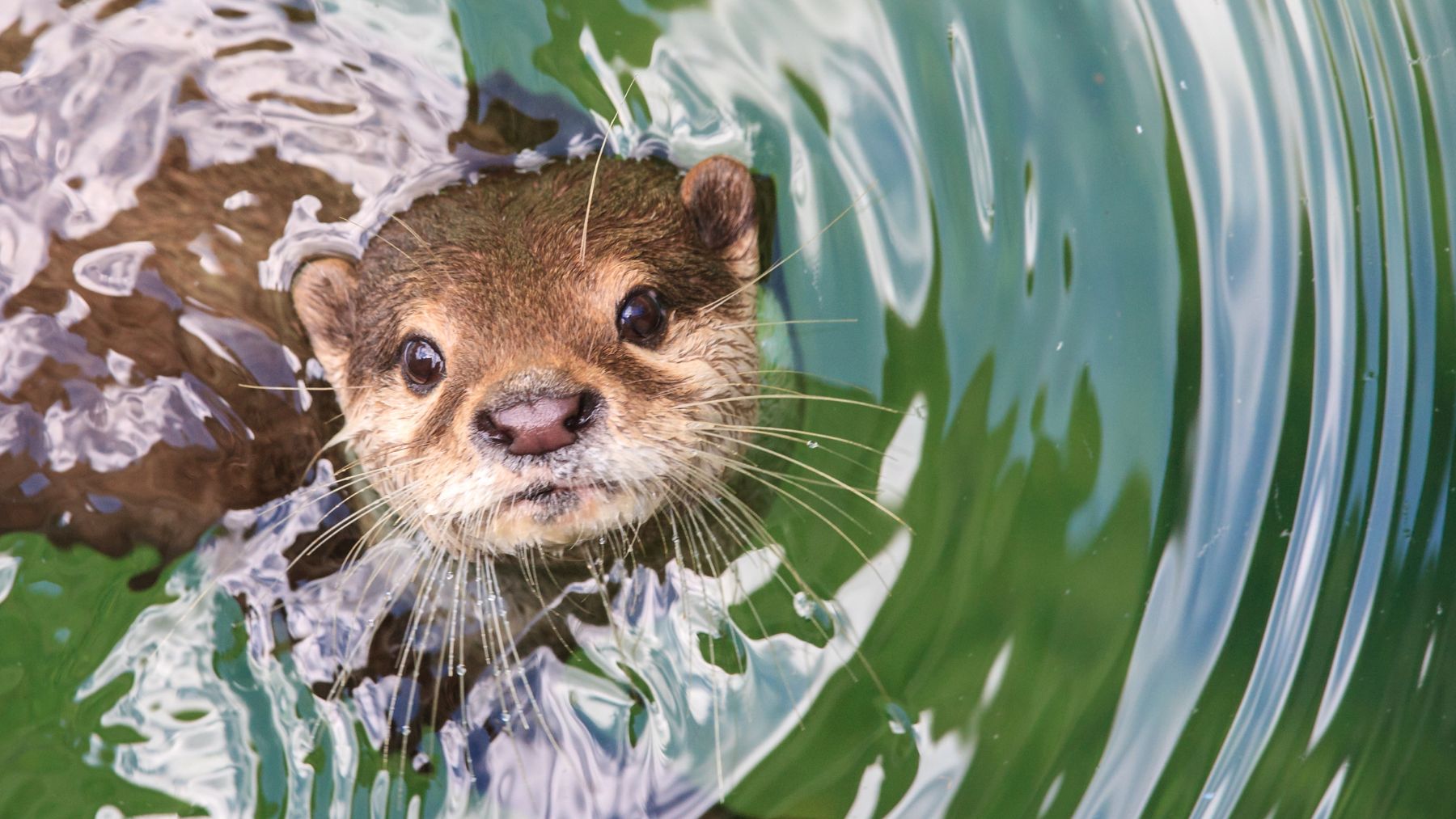 Nutria gigante nadando en el agua en el Parque Iberá tras su reintroducción en Argentina