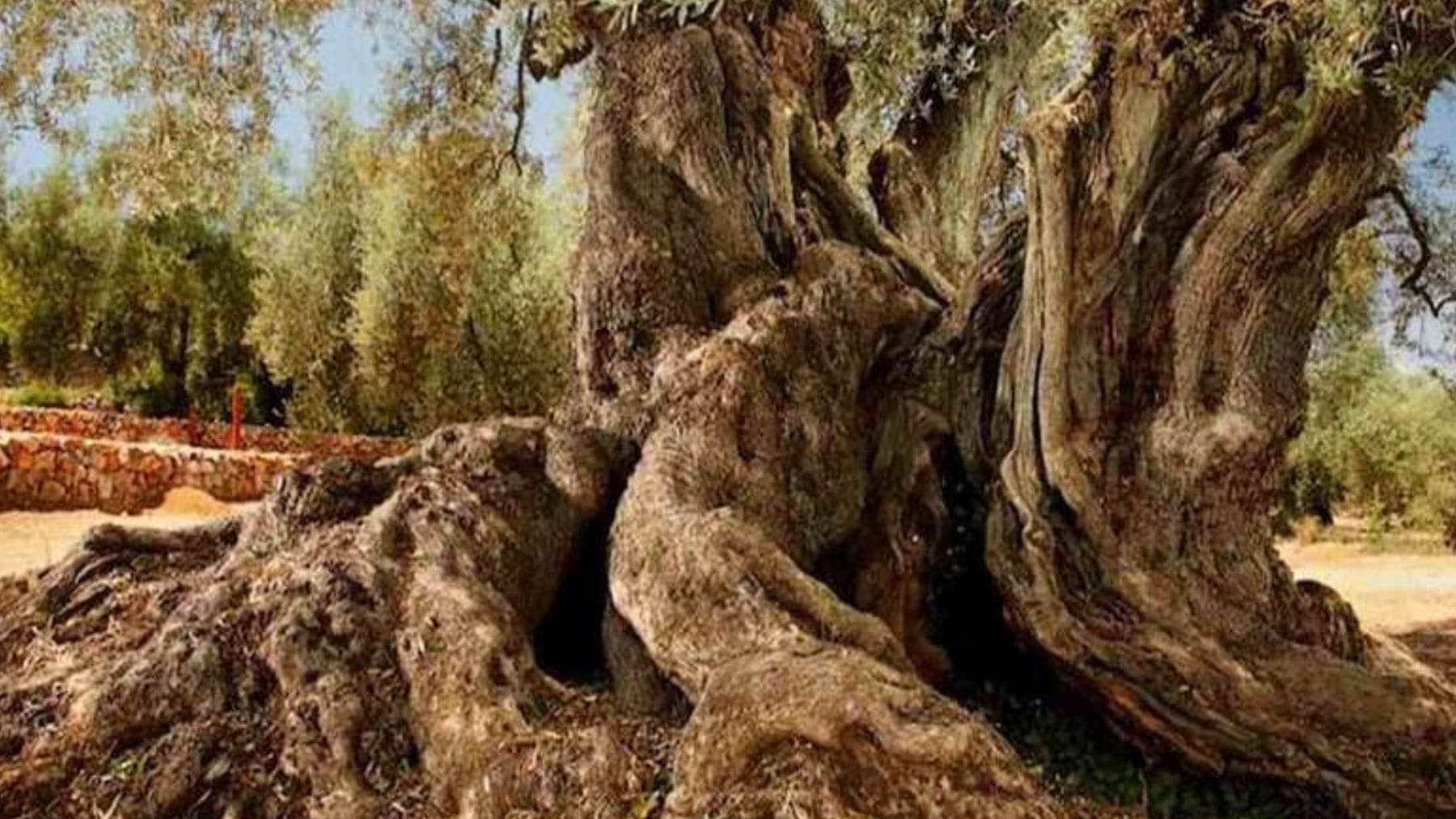 Tronco del olivo milenario La Farga del Arión, considerado el árbol más antiguo de España en Ulldecona, Tarragona
