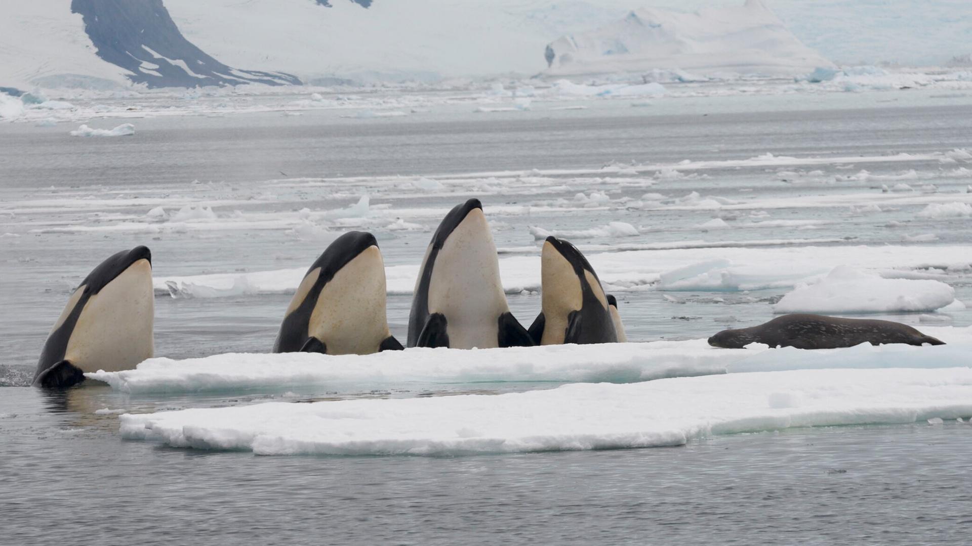 Orcas cazando foca entre el hielo marino en Groenlandia durante el deshielo del Ártico.