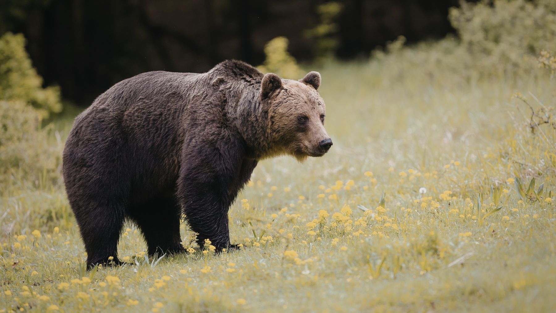 Oso pardo en libertad en el noroeste de España tras su regreso a estas montañas casi 200 años después.