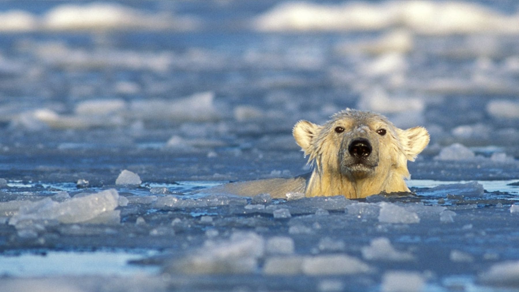 Oso polar nadando en el Ártico durante un largo desplazamiento por aguas abiertas debido al deshielo