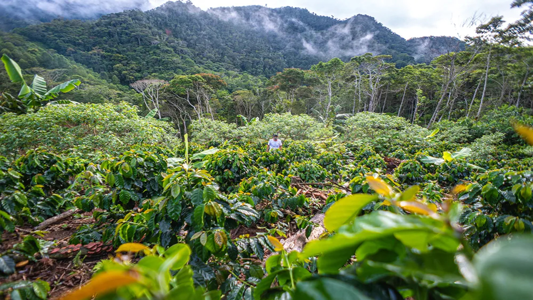 Bosque tropical y biodiversidad en ecosistemas naturales de Ecuador