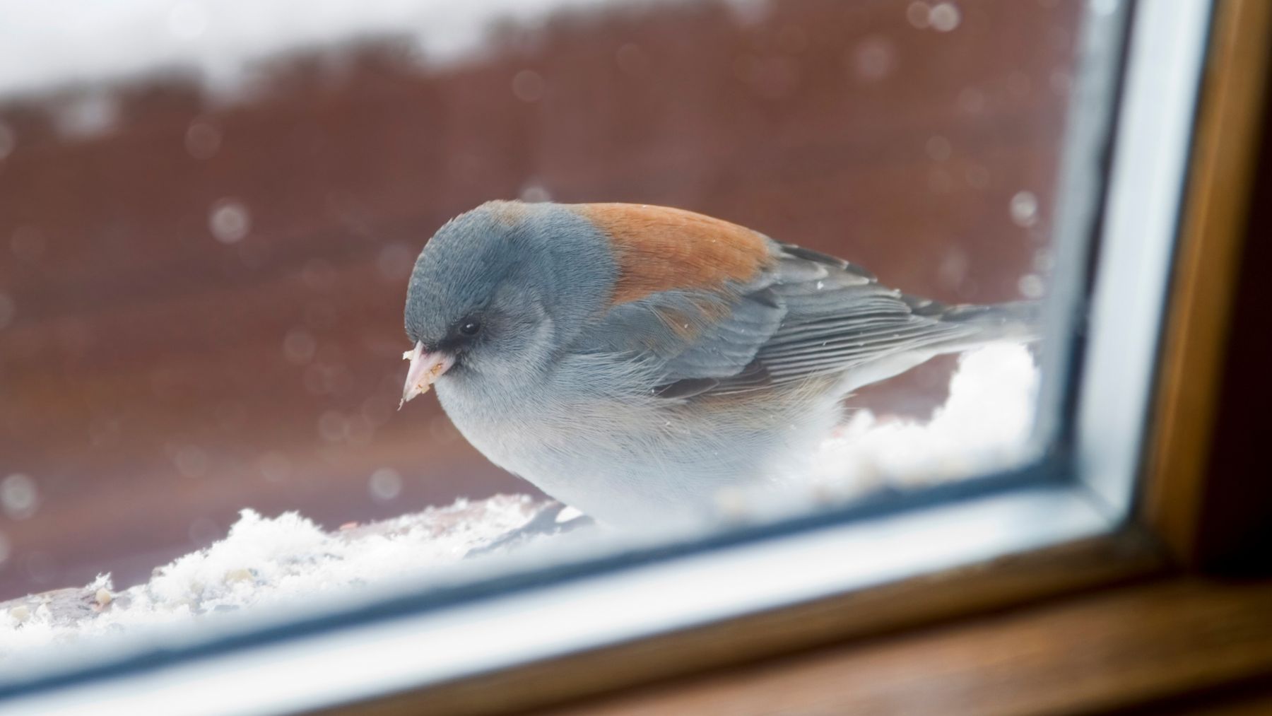 Pájaro posado junto a una ventana en una vivienda urbana, símbolo de la presencia de aves y bienestar ambiental.