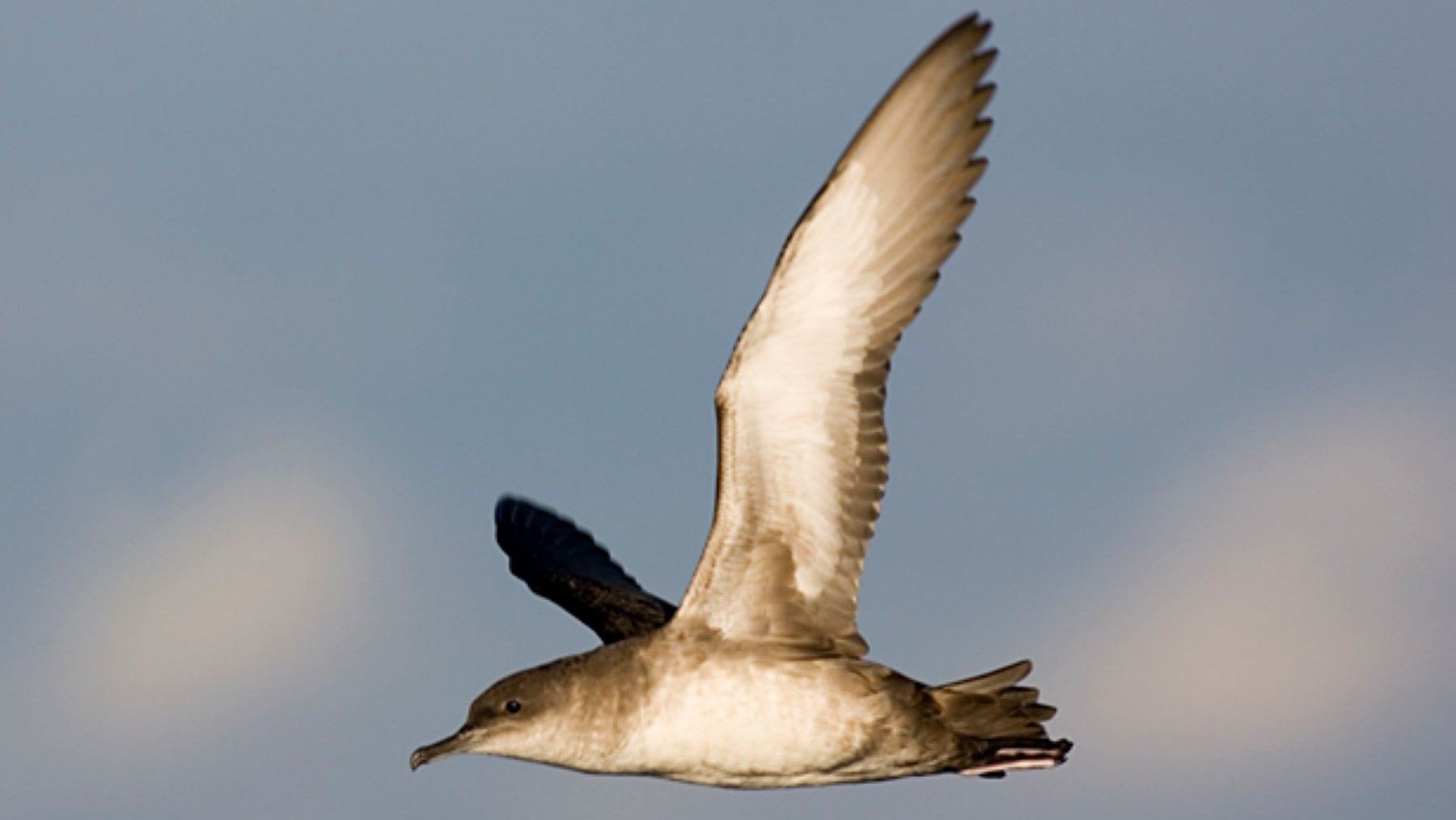 ayudas Fundación Endesa biodiversidad