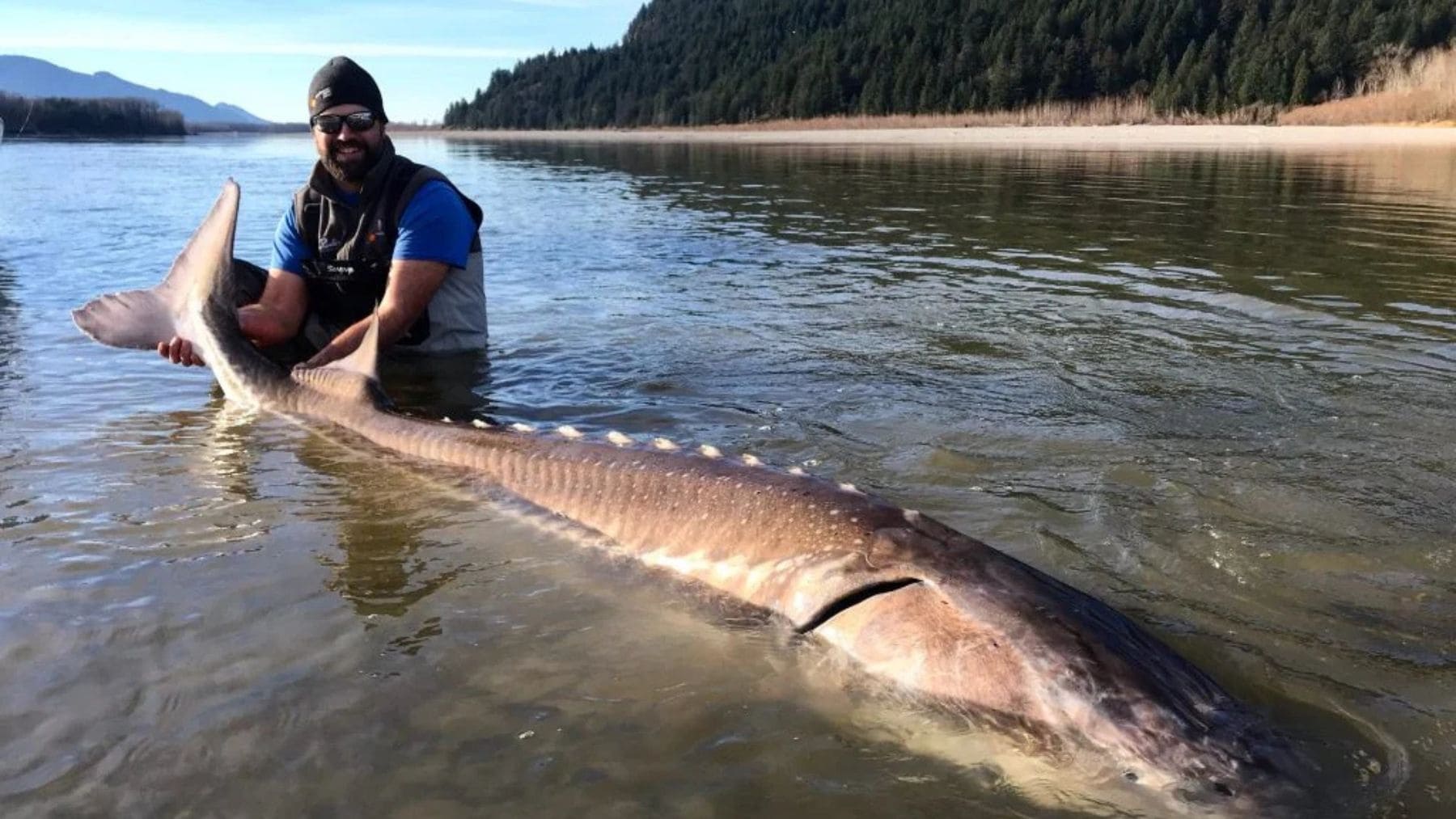 Esturión gigante en un río, ejemplo de pez de agua dulce amenazado por la degradación de los ecosistemas fluviales.
