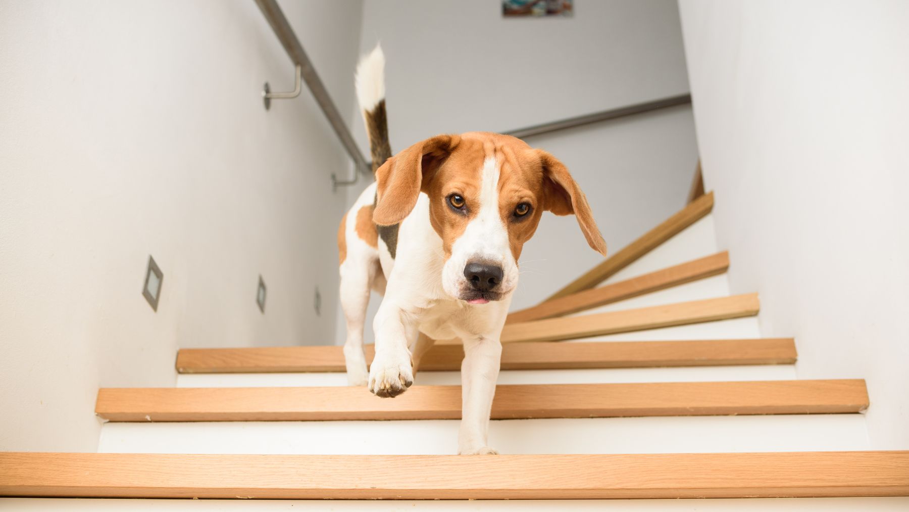 Perro bajando unas escaleras en casa, relacionado con un estudio que analiza cómo los perros afectan la calidad del aire interior.