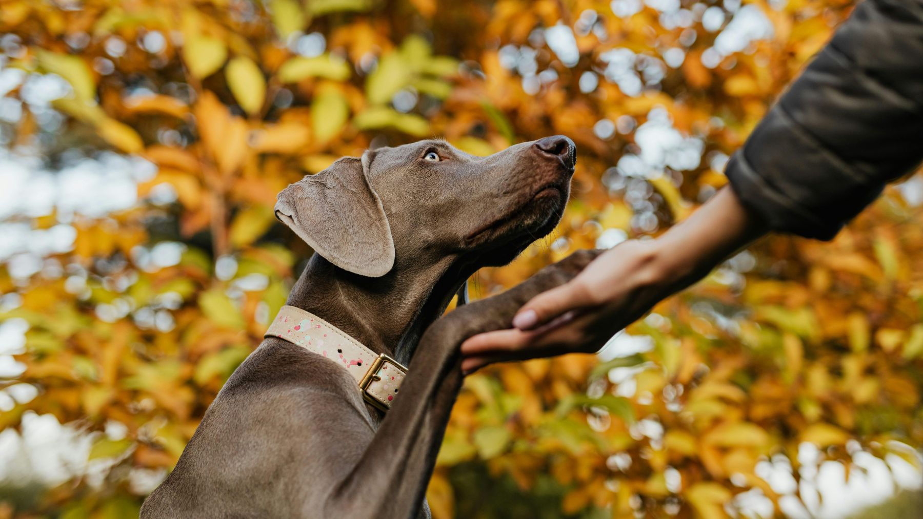 casa passivhaus moderna con paneles solares que ahorra energia sin calefaccion.