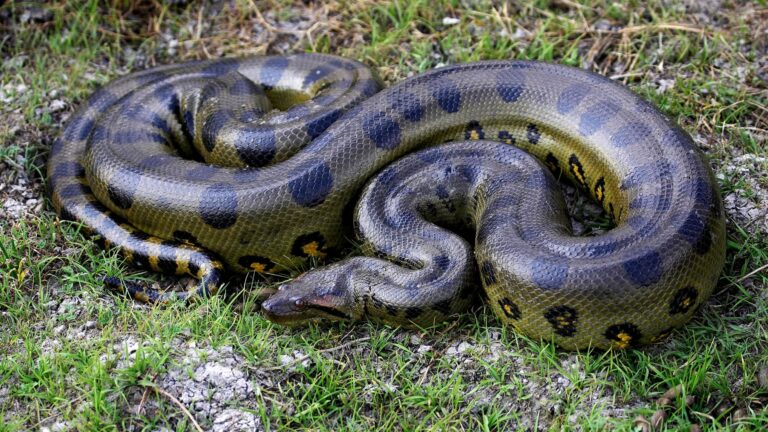 Pitón reticulada gigante de Indonesia considerada la serpiente salvaje más larga del mundo según Guinness.
