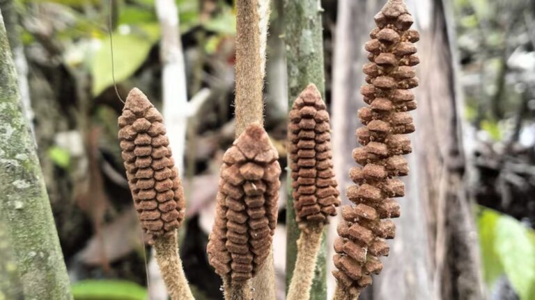Planta Zamia urarinorum en el Amazonas creciendo en zona inundada, especie de la era de los dinosaurios en peligro.