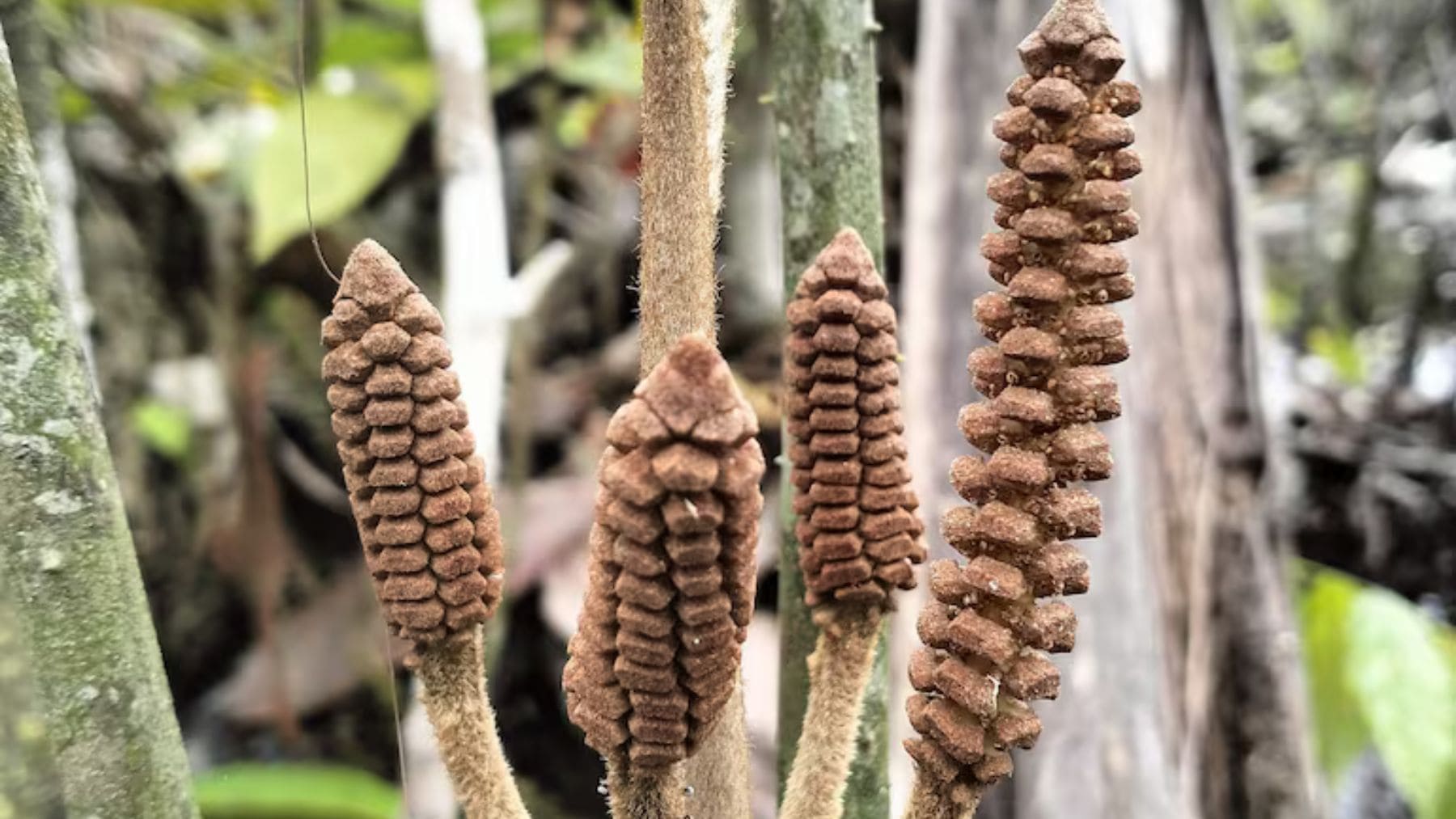Planta Zamia urarinorum en el Amazonas creciendo en zona inundada, especie de la era de los dinosaurios en peligro.