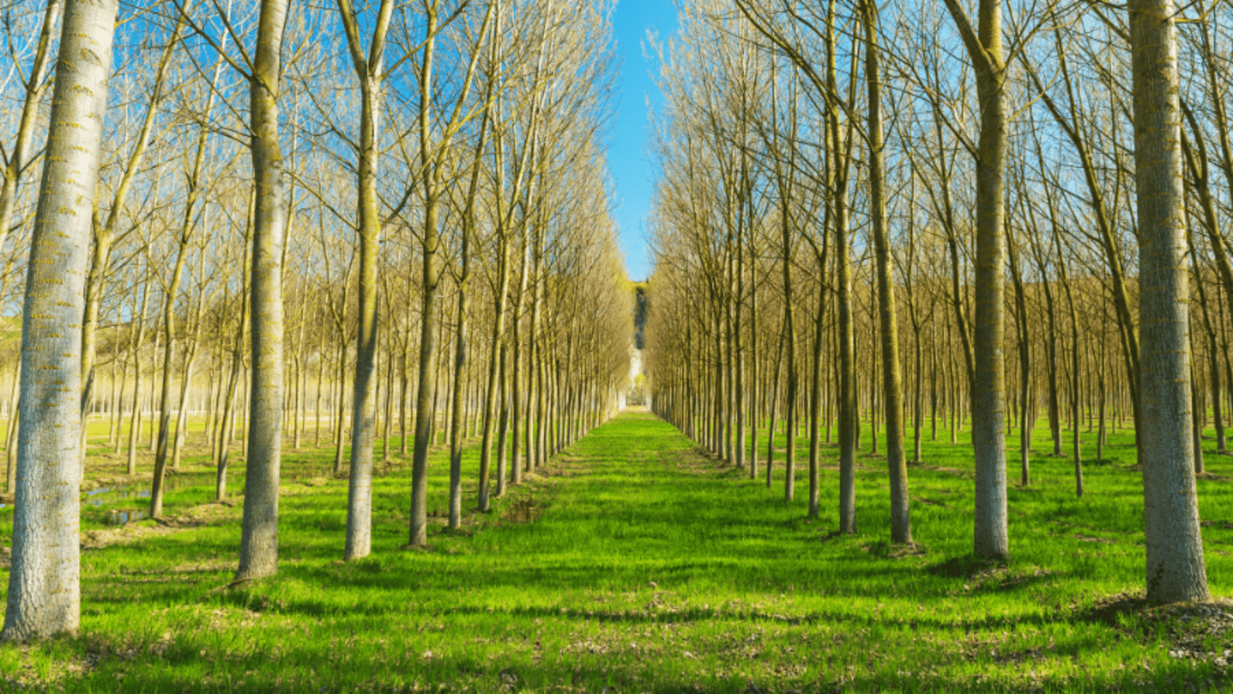 Proyecto Life Wood for Future en Granada