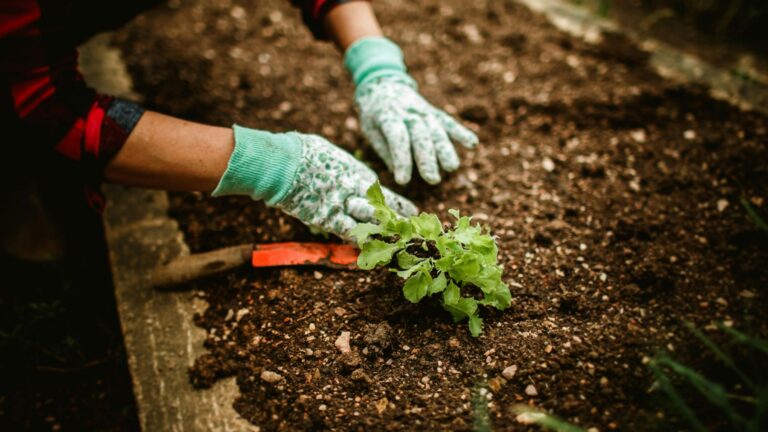Manos plantando una planta en el jardín con guantes como parte del uso de plantas para ahuyentar roedores.