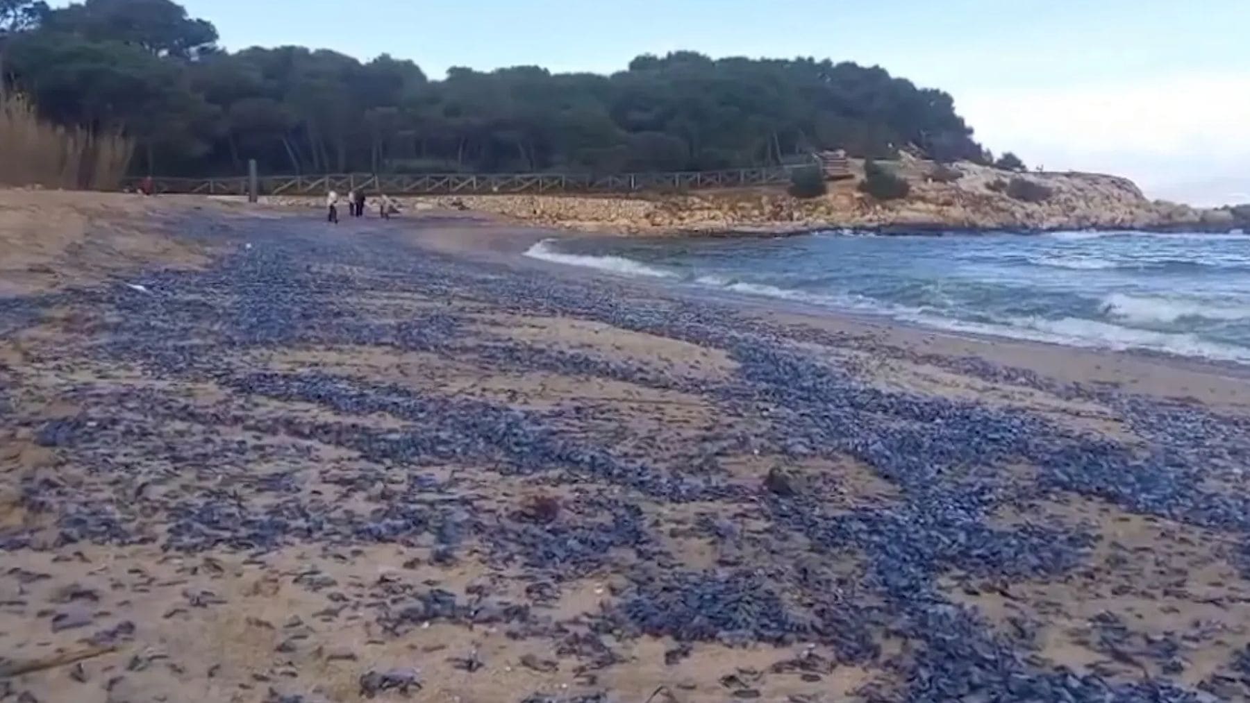 Playa cubierta de barquetas de Sant Pere (Velella velella) tras un temporal de levante en la Costa Brava.
