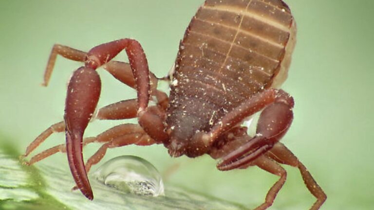 Pseudoescorpión en casa con pinzas similares a un escorpión, insecto útil que elimina ácaros y plagas domésticas.
