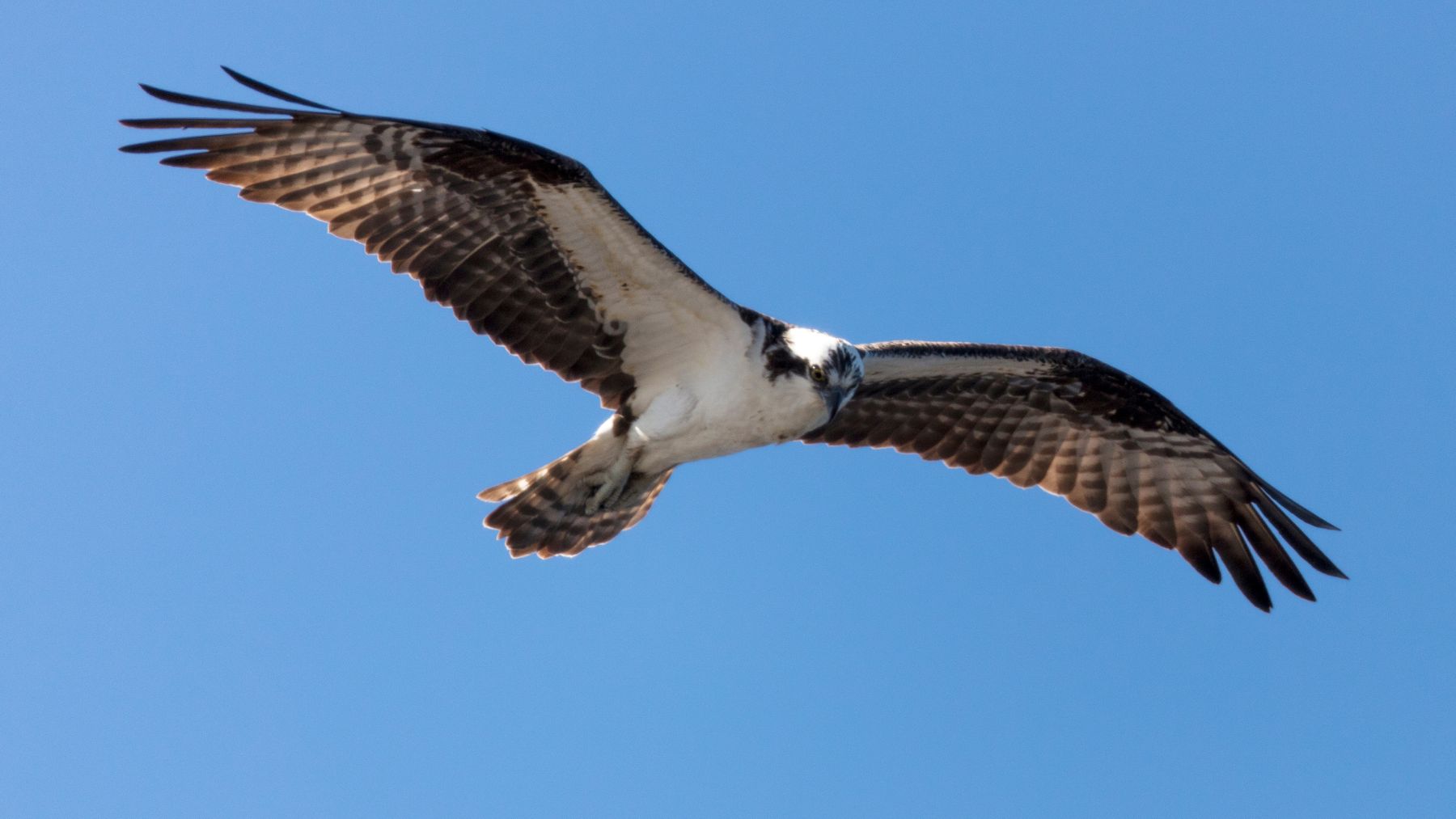Quebrantahuesos volando en la Sierra de Gredos dentro del proyecto de recuperación de la especie en Ávila.