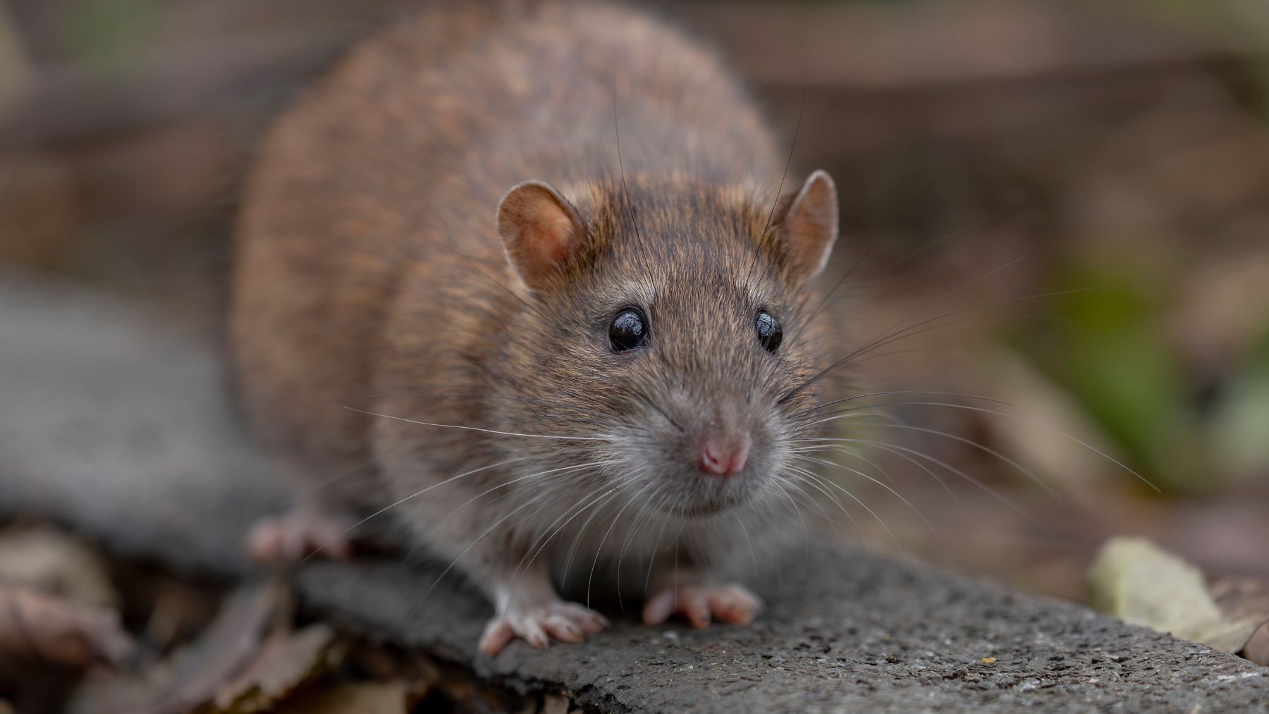 Rata urbana en España con resistencia a venenos en entornos urbanos europeos.