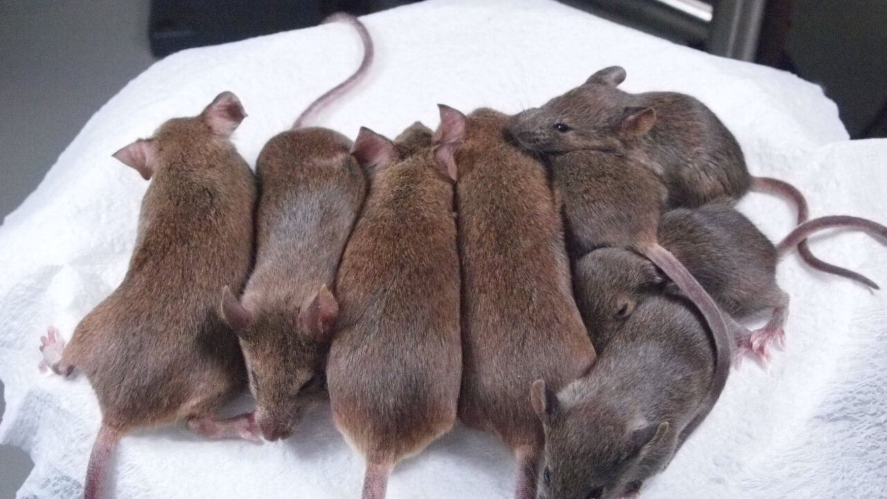 Ratones clonados en laboratorio durante experimento de clonación de 20 años en Japón.